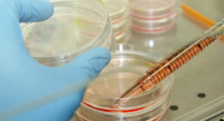 ВОЗ дала немецким экспертам неделю на поиск источника кишечной палочки