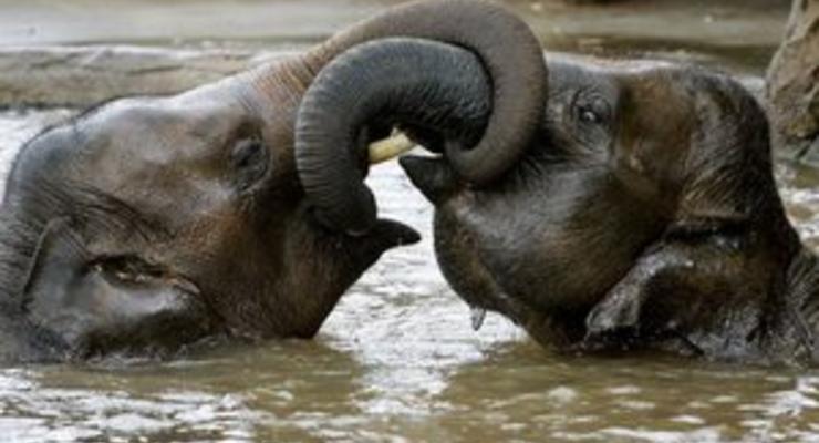 В Индии два слона устроили погром на местном рынке, один человек погиб