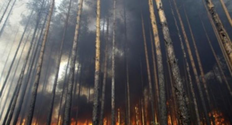 Площадь пожаров в лесах Сибири выросла до 37,5 тысяч гектаров
