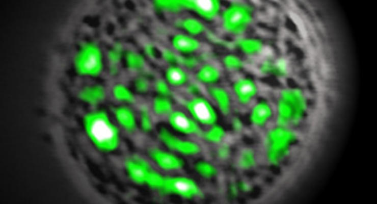Физикам удалось превратить живую клетку в лазер