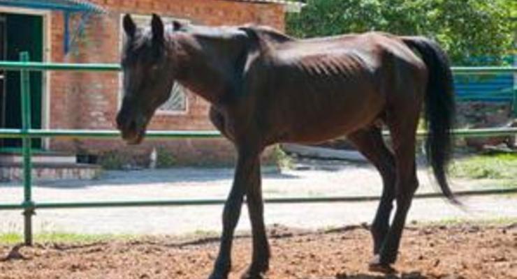 Защитники природы: В конной милиции на острове Хортица лошади умирают от голода