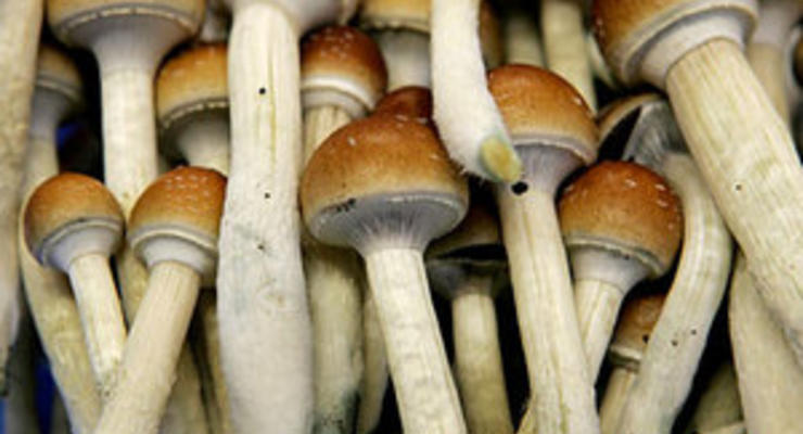 Ученые: "Волшебные грибы" оказывают на психику долгосрочный положительный эффект