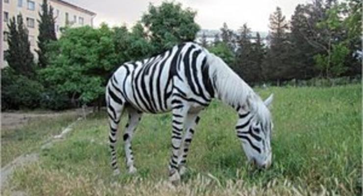 В Крыму местные жители перекрасили лошадь в зебру и катали на ней отдыхающих