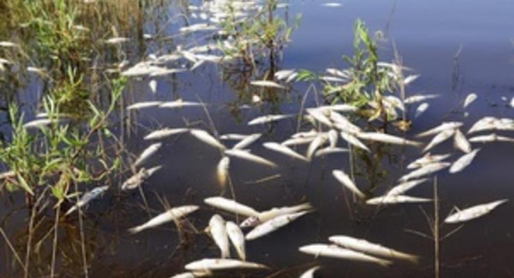 В Днестровском лимане наблюдается массовая гибель рыбы