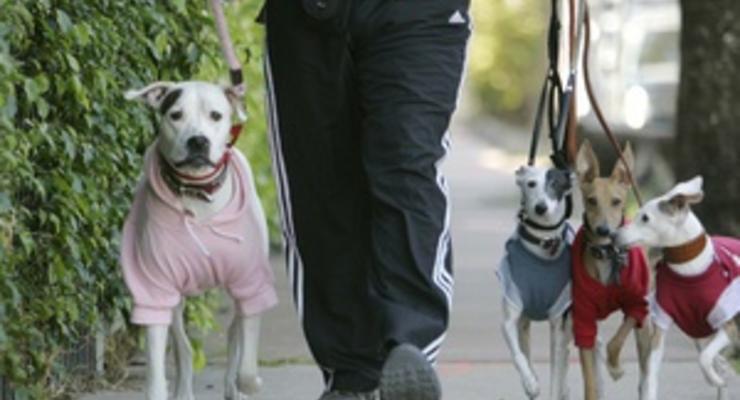 В Нью-Йорке примут закон о собачьих фекалиях