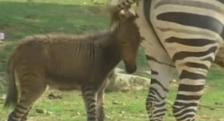 В китайском зоопарке родился зеброосел