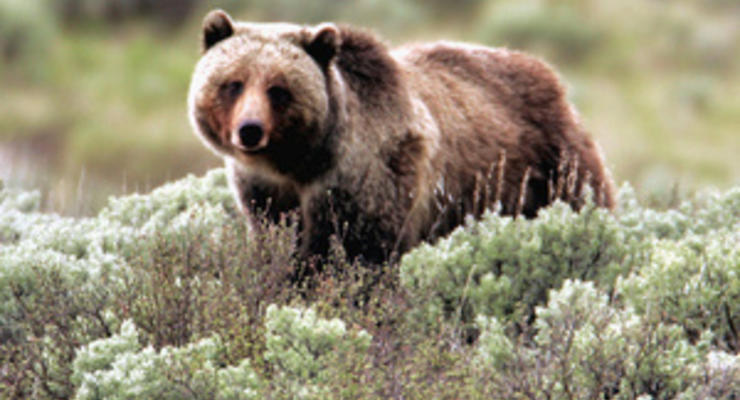 В национальном заповеднике США медведица гризли растерзала туриста
