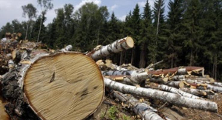 Украина увеличила реализацию лесных ресурсов на 41%