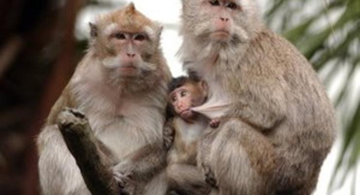 Обнаружен смертельно опасный вирус пневмонии, который передается от обезьян человеку