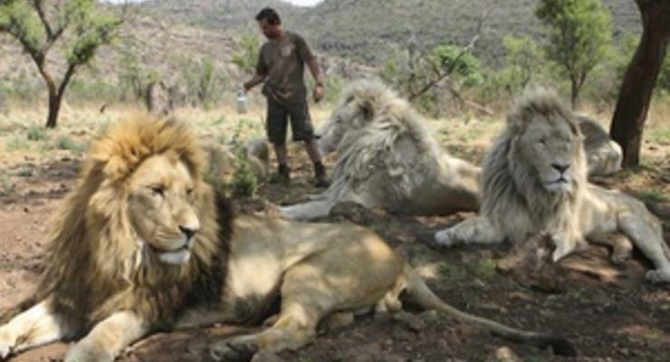 Ученые установили, что львы чаще нападают на людей после полнолуния