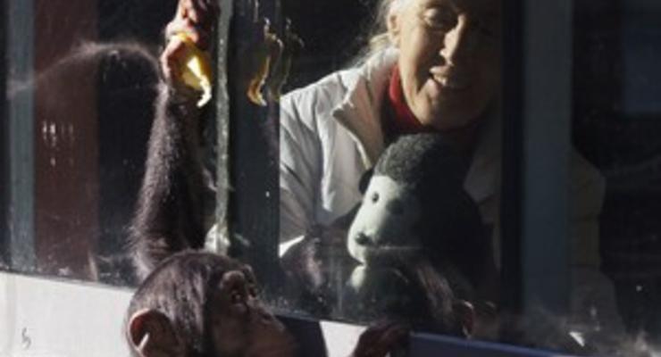 Ученые: В отличие от человеческого, мозг шимпанзе в старости не "съеживается"