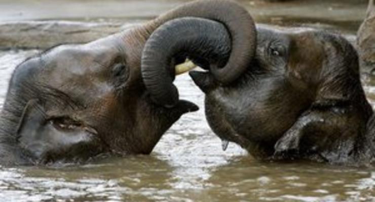 Ученые: Индийские слоны часто меняют своих друзей
