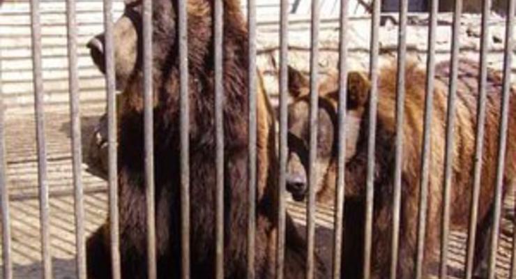 Власти свезут на Синевир всех медведей, которых содержат в ресторанах и "заставляют пить водку"
