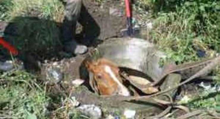 В Хмельницкой области конь провалился в канализационный люк
