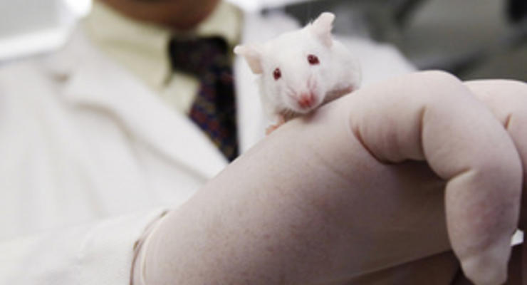 Японские ученые впервые вырастили мышь с помощью стволовой iPS-клетки