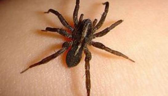 В Крыму каракурт укусил женщину