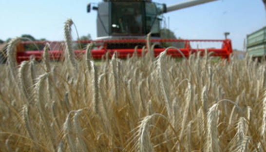 Азаров заявил, что зерна нового урожая хватит Украине на два года