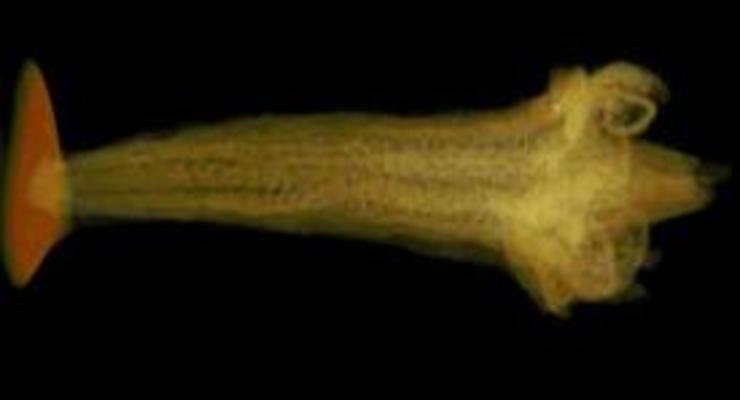 Ученые при помощи рентгена исследовали цветок возрастом 84 миллиона лет