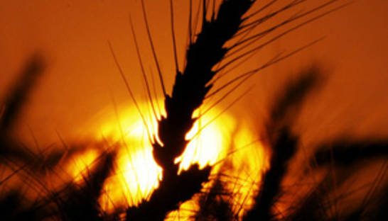 Президент Казахстана ожидает собрать в этом году 18-20 млн тонн зерновых