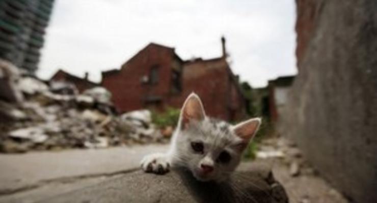 В Одессе против молдаванина возбудили дело за избиение котенка