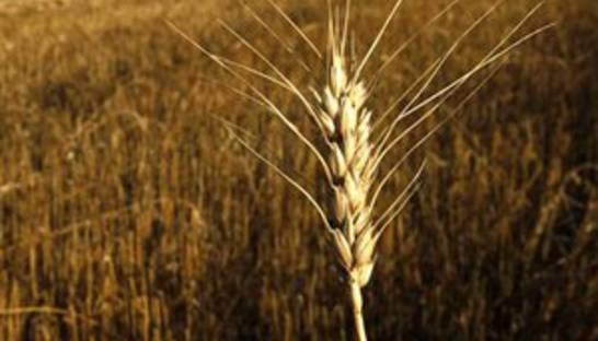 Эксперты повысили прогноз урожая зерна в Украине