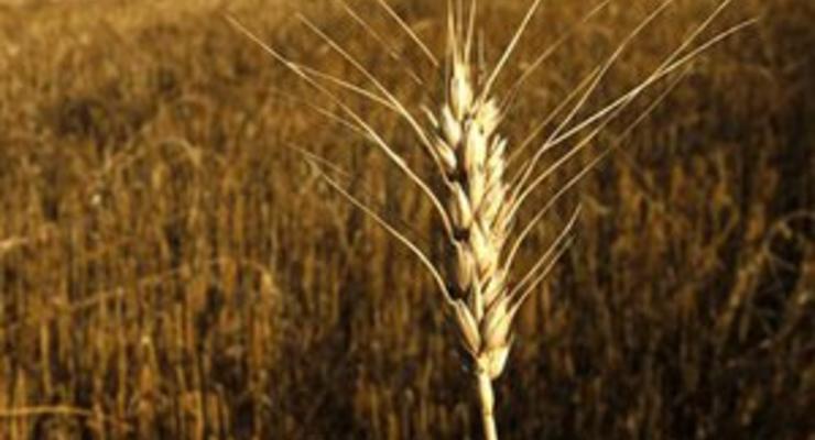Эксперты повысили прогноз урожая зерна в Украине
