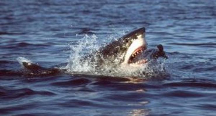 В Приморье акула откусила руки отдыхающему