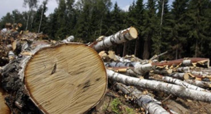 За полгода объем продукции лесозаготовок в Украине вырос на 48%