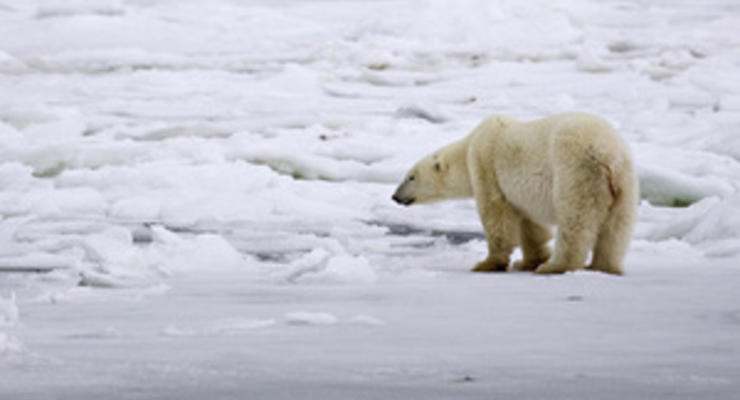 На Ямале белый медведь гнался за экологами пять километров