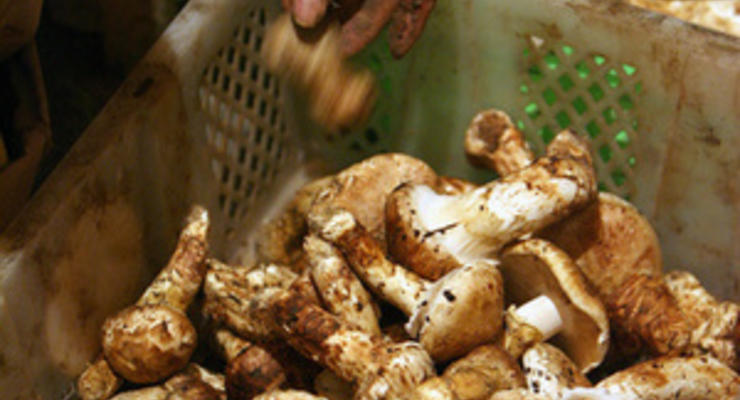 В Винницкой области на поминках девять человек отравились грибами