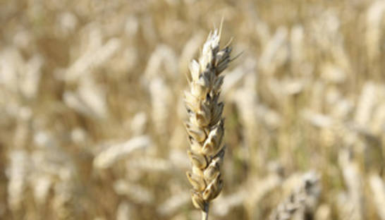 НБУ: В июле украинская экономика выросла на 7,5%