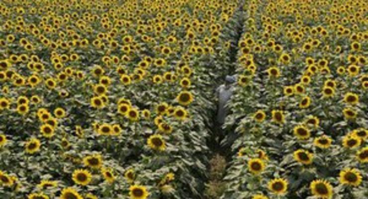 Крупнейший украинский производитель подсолнечного масла увеличил прибыль на 43%