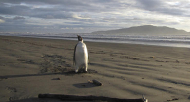 Пингвин, заплывший по ошибке в Новую Зеландию, будет доставлен в Антарктиду
