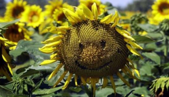 Украина начала уборку подсолнечника и сахарной свеклы