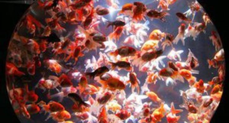 Исследование: Из-за наркотиков и лекарств рыбы становятся гермафродитами