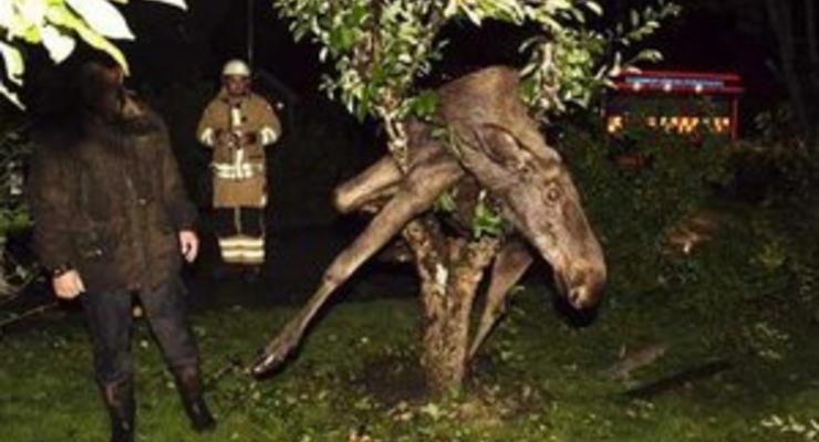 В Швеции спасли пьяного лося, застрявшего на дереве