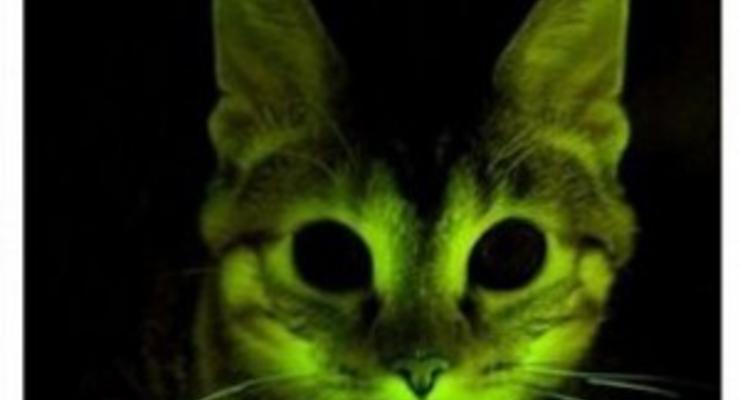 Светящаяся зеленая кошка поможет разработать лекарство от СПИДа