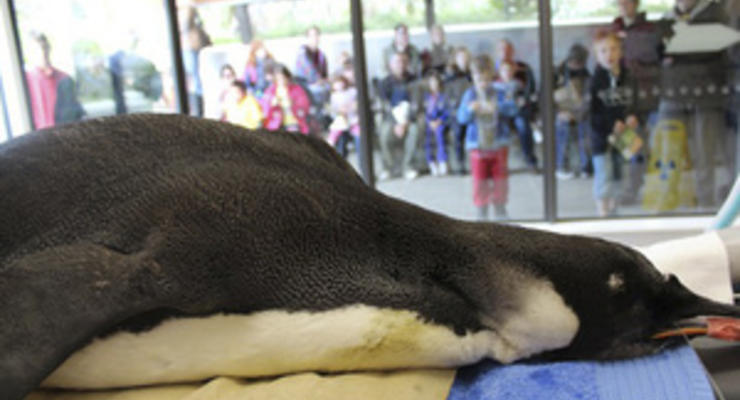 Ученые полагают, что отправленный из Новой Зеландии в Антарктиду пингвин погиб