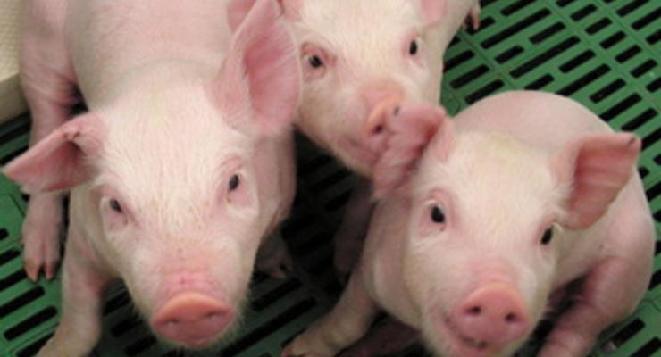 В Китае клонировали свинью, которая провела более месяца под завалами после землетрясения