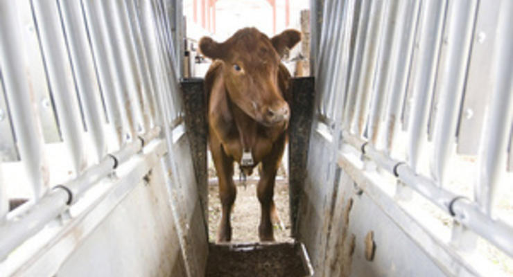 На фермі у Миколаївській області корова захворіла на сказ