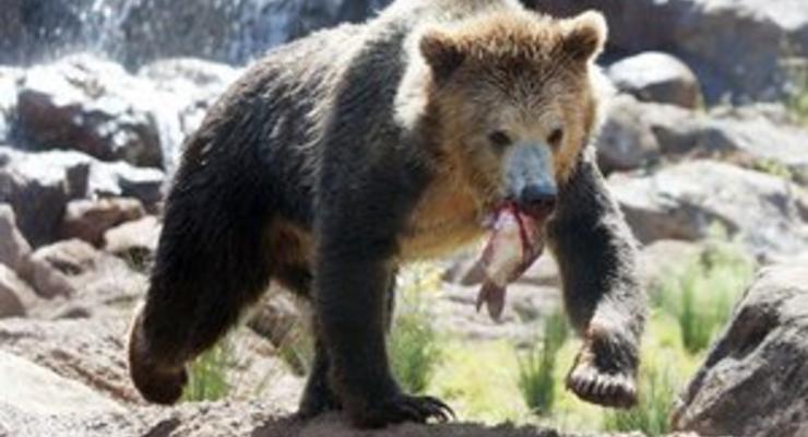 В Карпатах медведь напал на мужчину