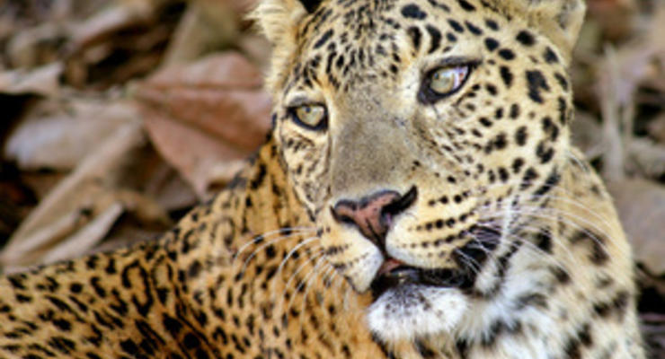 В Непале арестованы 14 человек, которые съели леопарда с целью исцеления