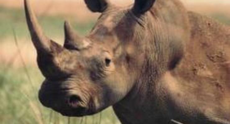 Жители Непала отпугивают носорогов от своих жилищ ромашкой