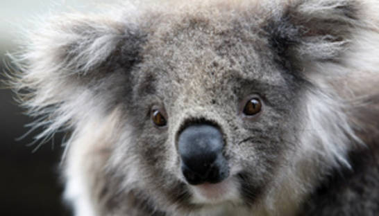 Ученые раскрыли секрет рычания коал