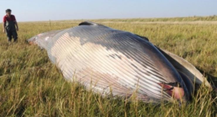 В Англии в траве у реки обнаружили десятиметрового мертвого кита