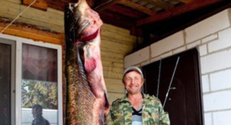 Белорусский рыбак поймал гигантского сома длиной более двух метров