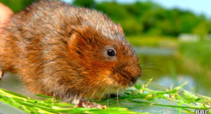 Ученые: Для водяных крыс размер пениса имеет значение