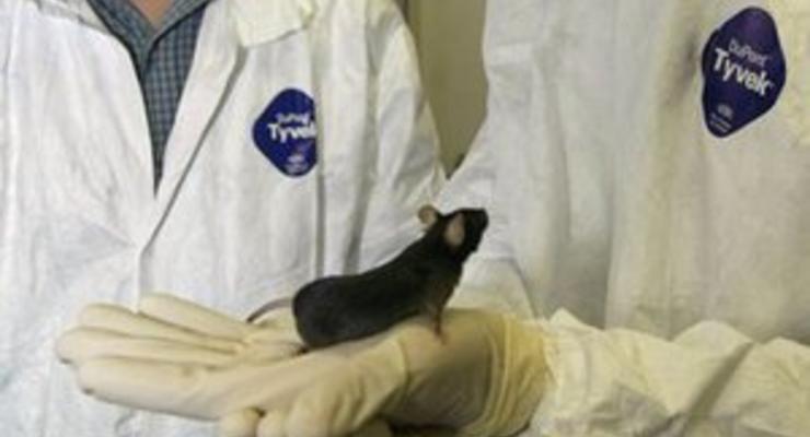 Японские ученые вылечили крыс от диабета, пересадив им их собственные нервные клетки