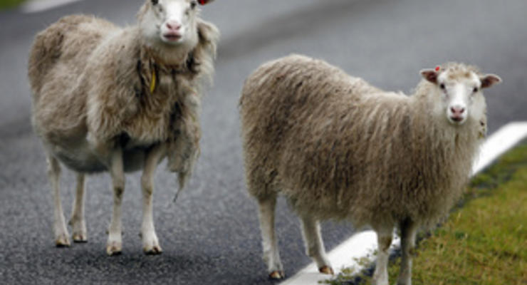 На въезде в Москву пастух вывел на дорогу и выпас стадо баранов