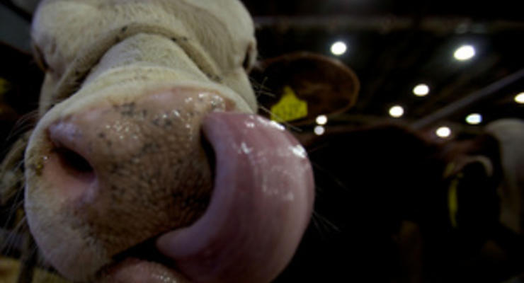 В этом году поголовье крупного рогатого скота в Украине сократилось до пяти миллионов голов